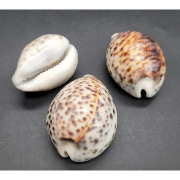 Vintage Tiger Cowres Sea Snail Shells Seashell Set of 3 Cypraea Tigris PR206 - Picture 2 of 7